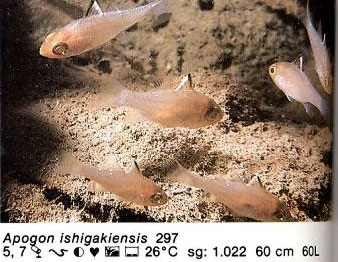 Apogon ishigakiensis